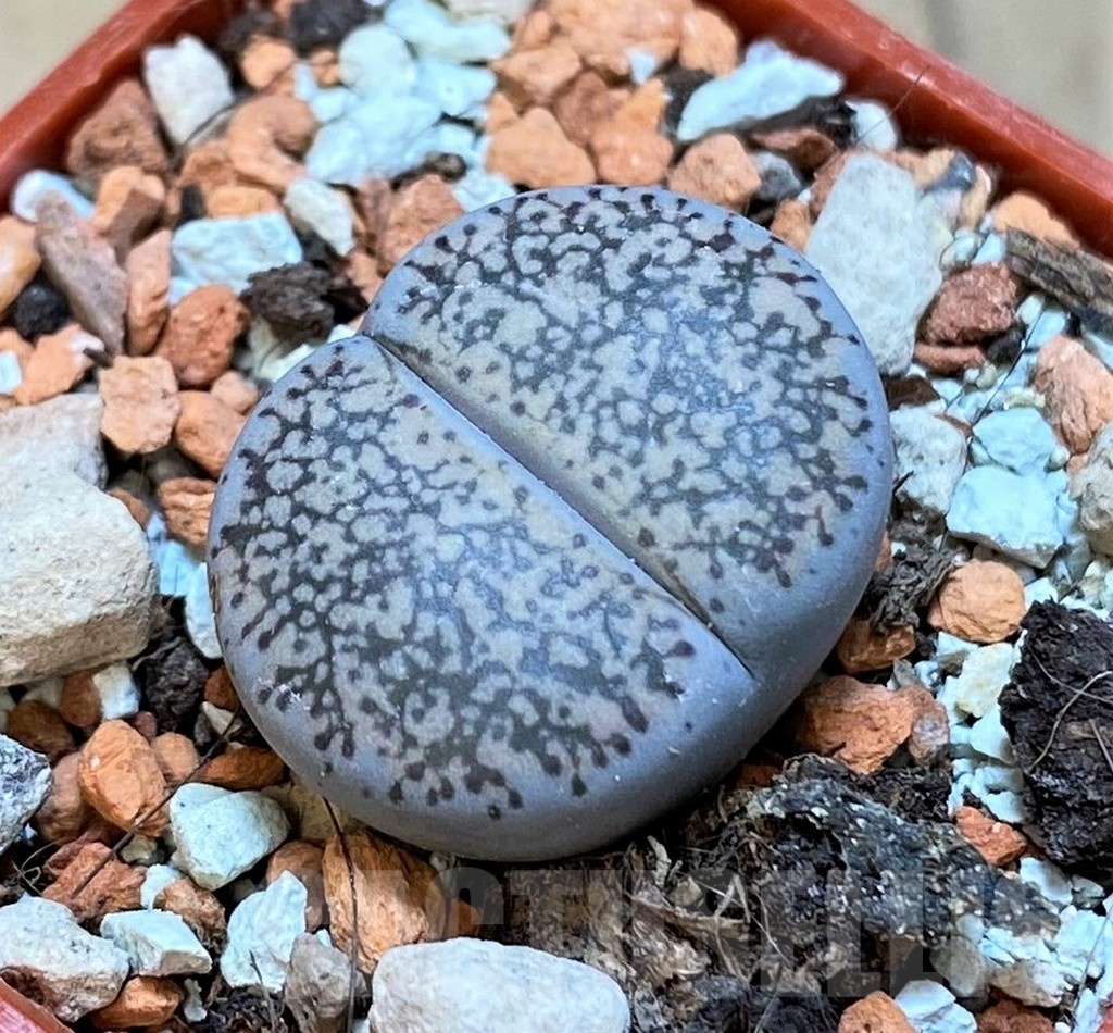 SH18830 Lithops lesliei ssp. burchellii