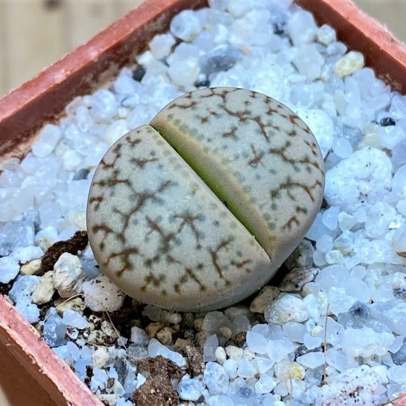 SH18832 Lithops gracilidelineata v. brandbergensis C383