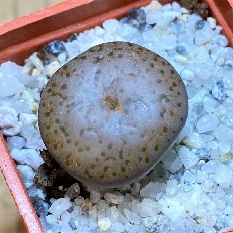 SH18834 Lithops pseudotruncatella