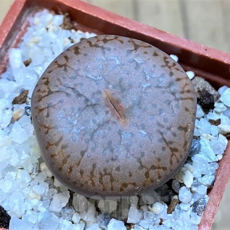 SH18835 Lithops pseudotruncatella