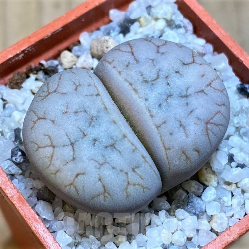 SH18837 Lithops bromfieldii v. insularis C043