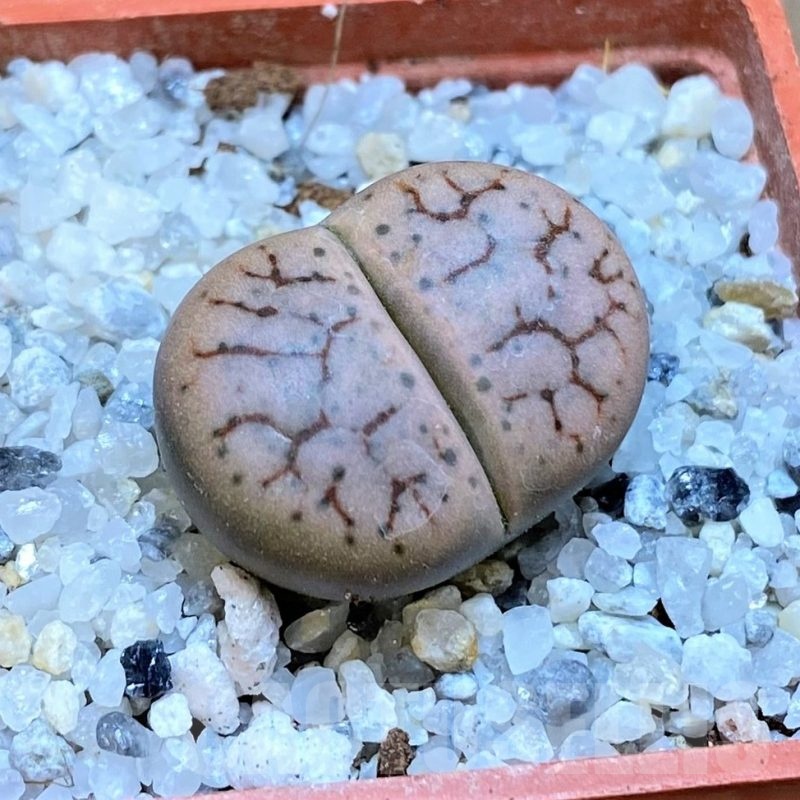 SH18838 Lithops 'Talisman' F2