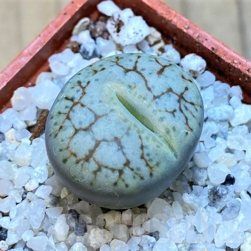 SH18839 Lithops 'Talisman' F2