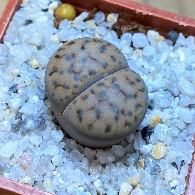 SH18840 Lithops schwantesii v. urikosensis C083