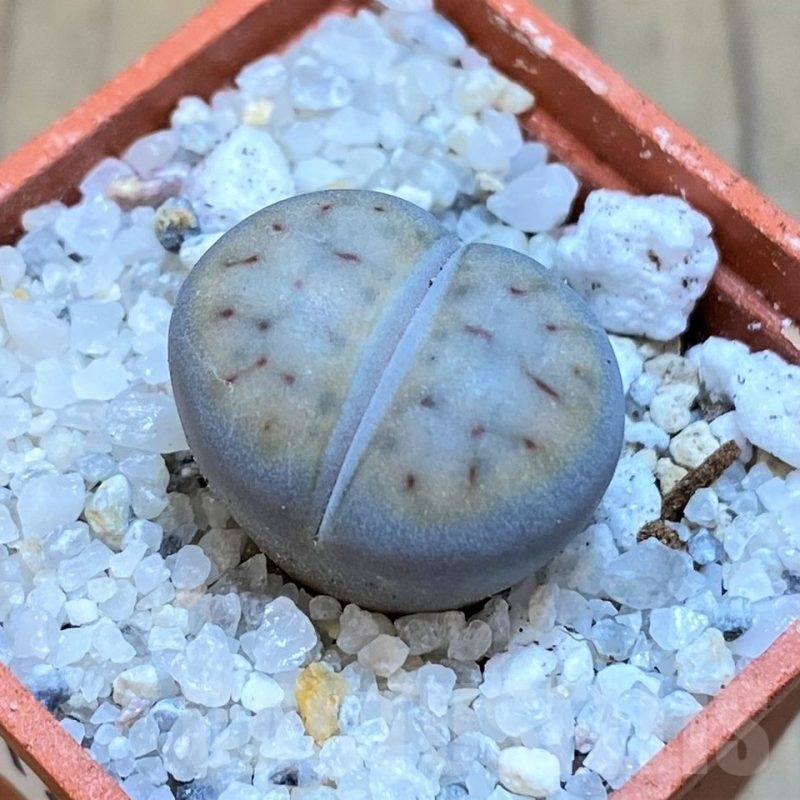 SH18841 Lithops schwantesii v. urikosensis C083