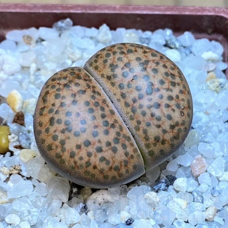 SH18842 Lithops fulviceps C278