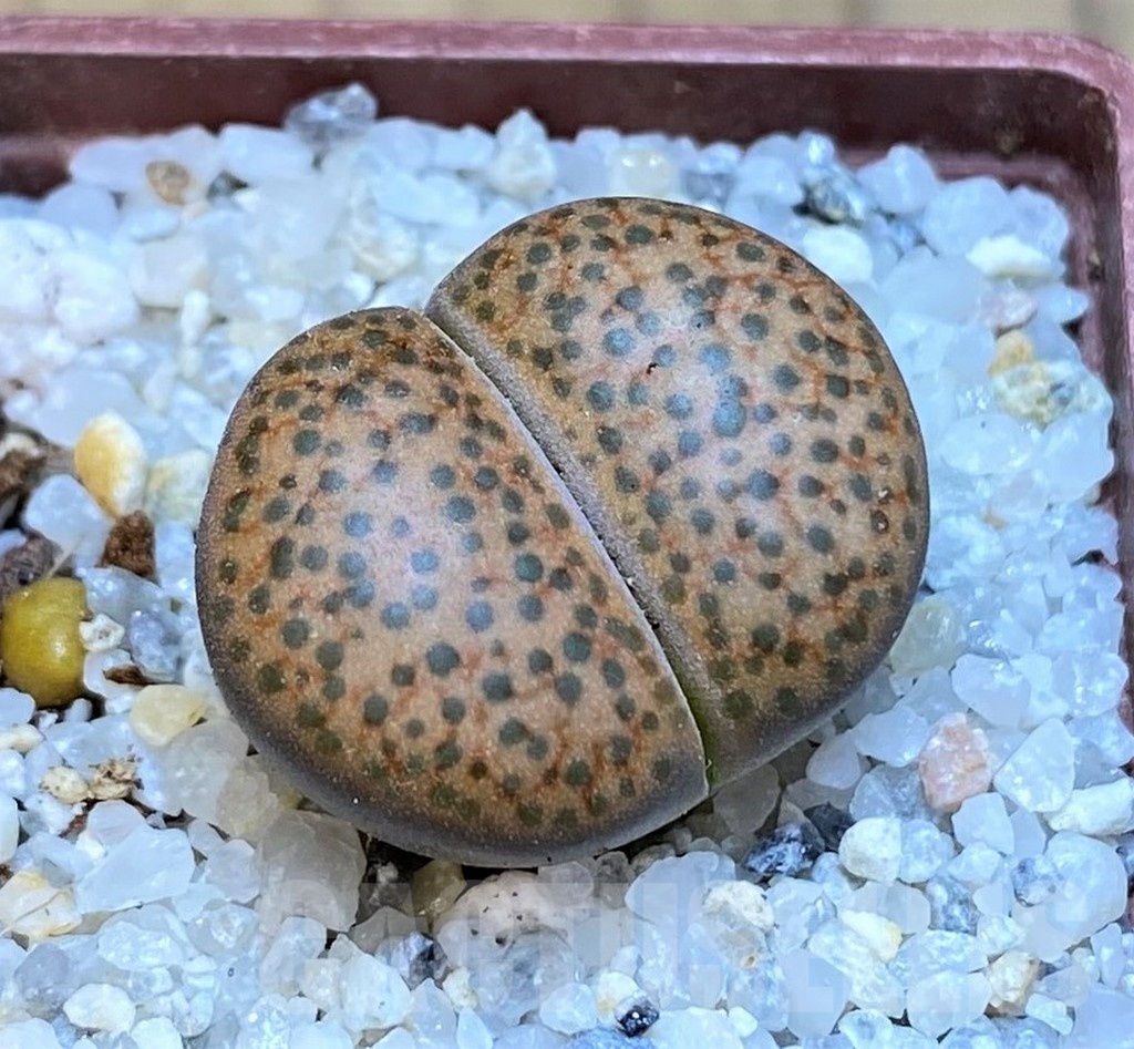 SH18842 Lithops fulviceps C278