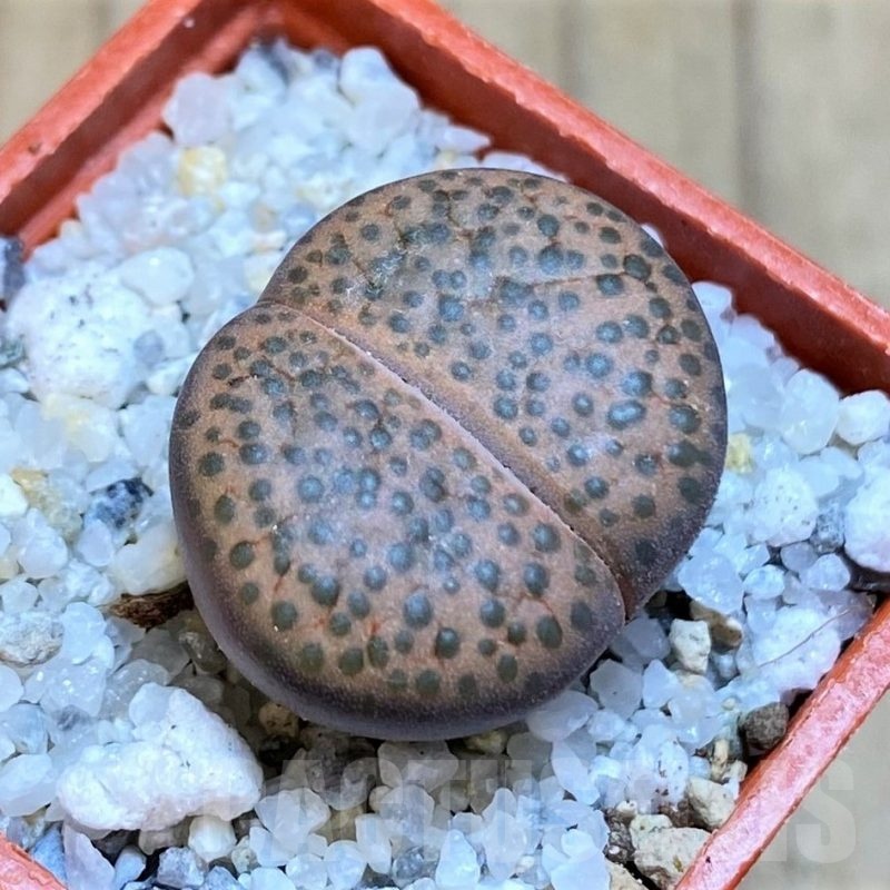 SH18843 Lithops fulviceps C278