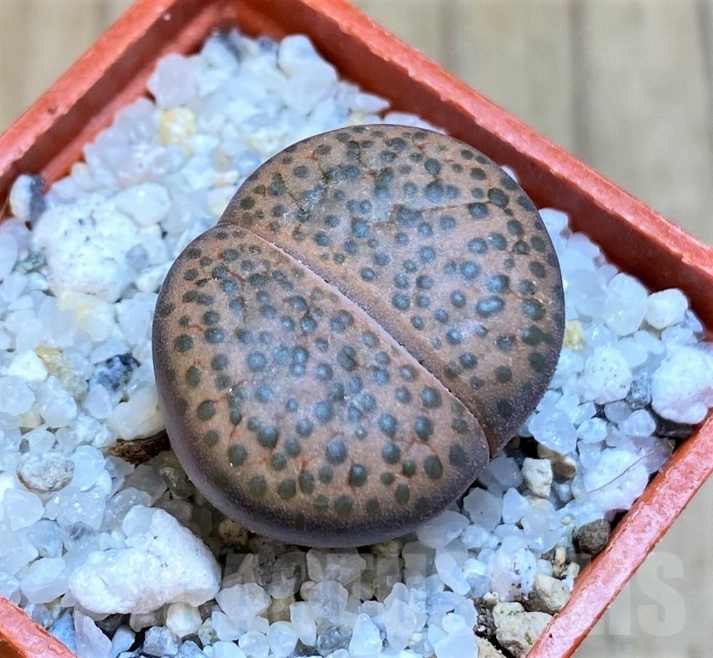 SH18843 Lithops fulviceps C278
