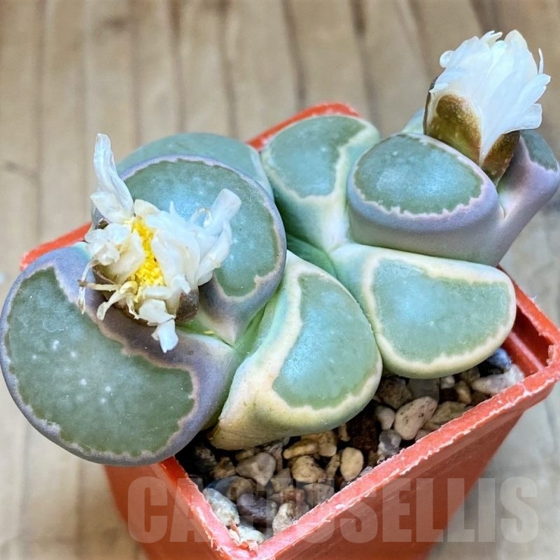 SH18844 Lithops salicola C037