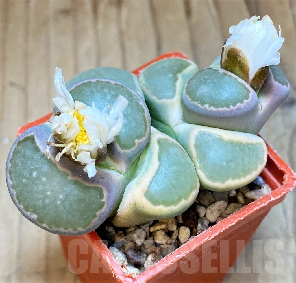 SH18844 Lithops salicola C037