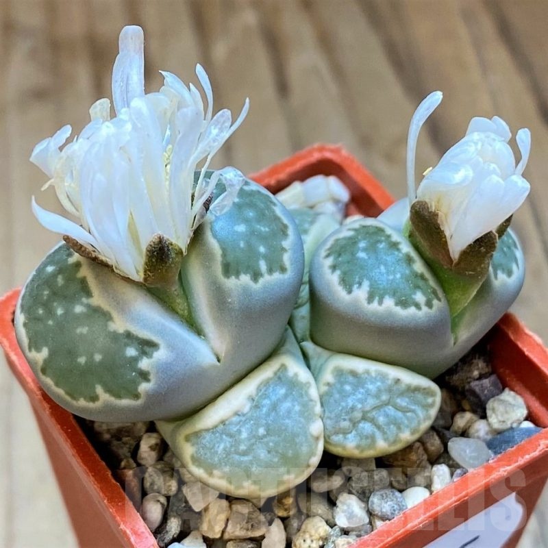 SH18845 Lithops salicola C037