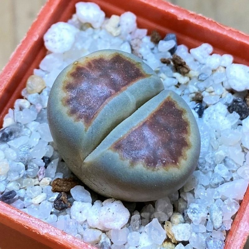 SH18847 Lithops karasmontana 'Lateritia'