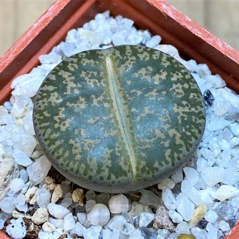 SH18848 Lithops lesliei -near Heidelberg-