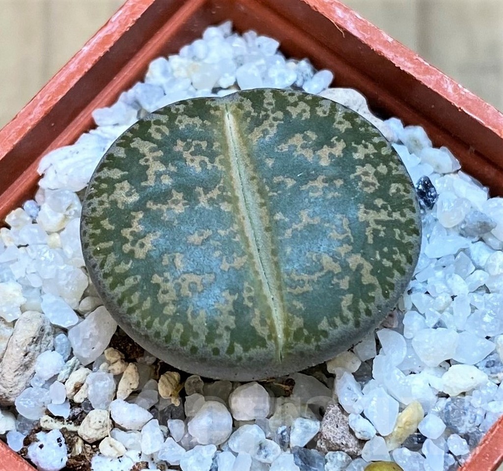 SH18848 Lithops lesliei -near Heidelberg-