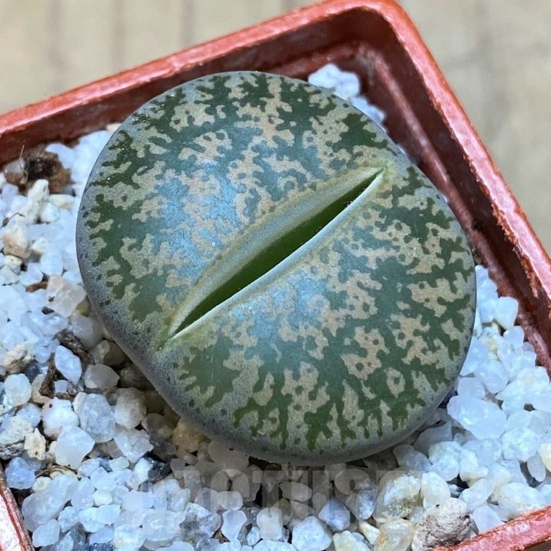 SH18849 Lithops lesliei -near Heidelberg-