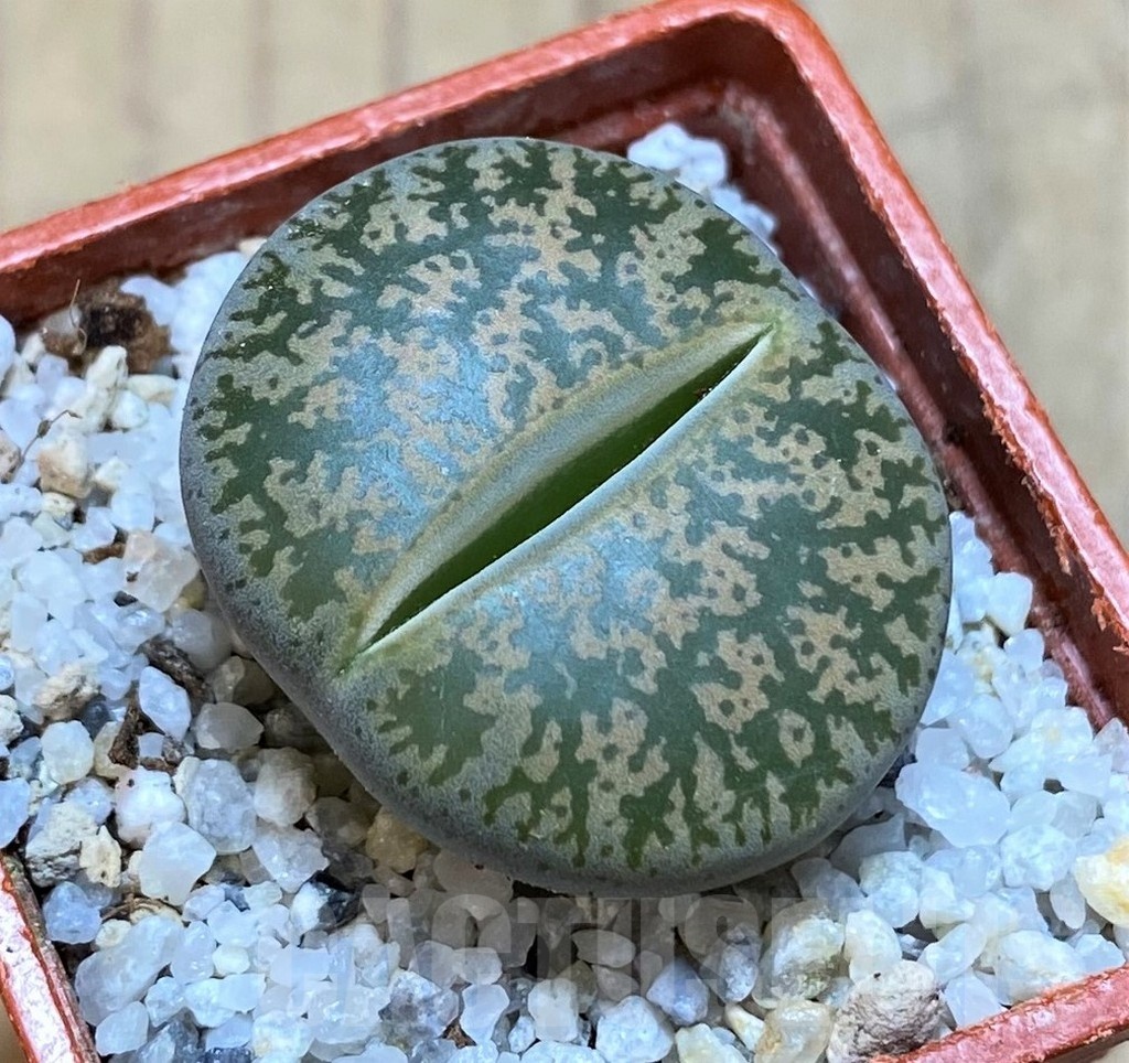 SH18849 Lithops lesliei -near Heidelberg-