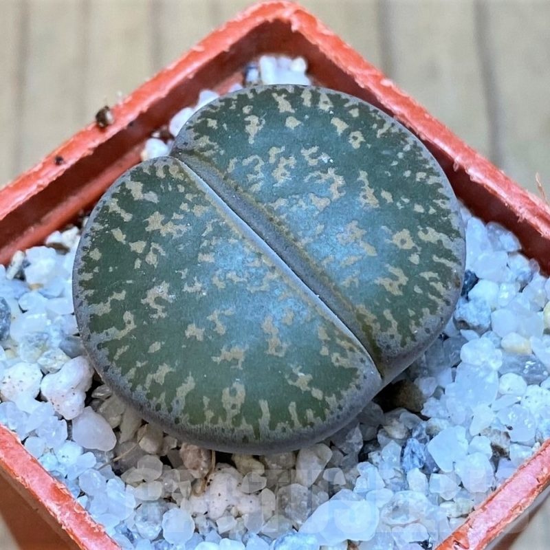 SH18850 Lithops lesliei -near Heidelberg-