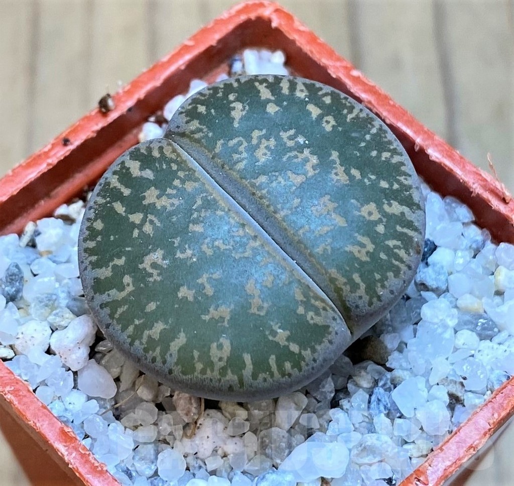 SH18850 Lithops lesliei -near Heidelberg-