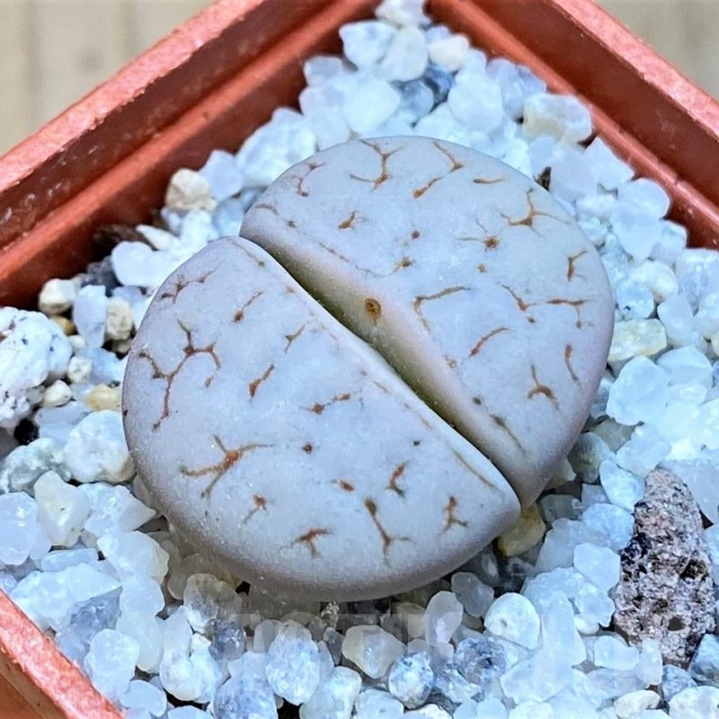 SH18852 Lithops gracilidelineata C367