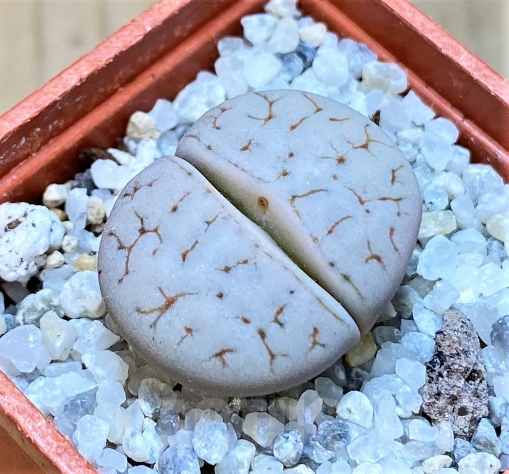SH18852 Lithops gracilidelineata C367