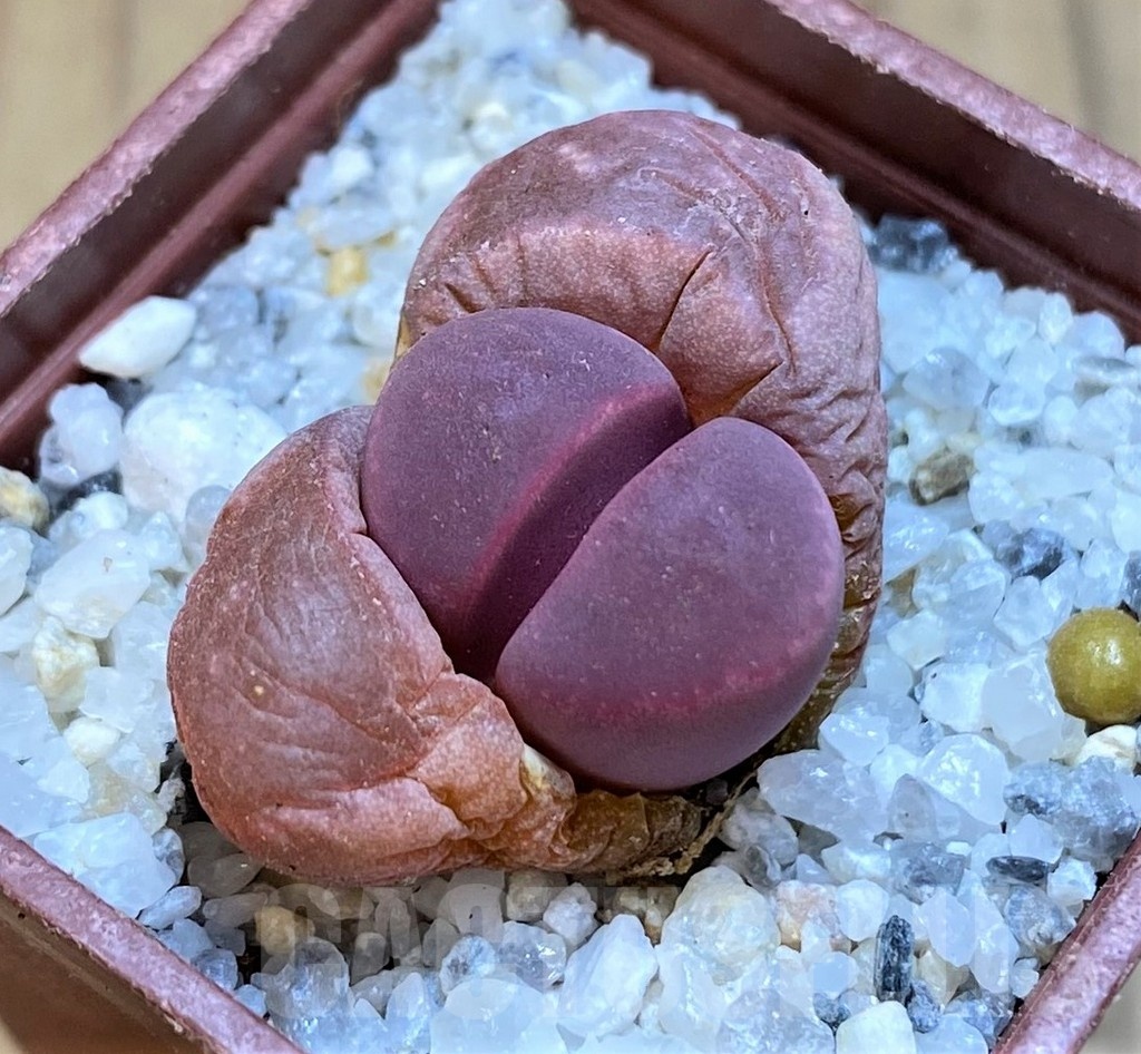 SH18853 Lithops optica 'Rubra'