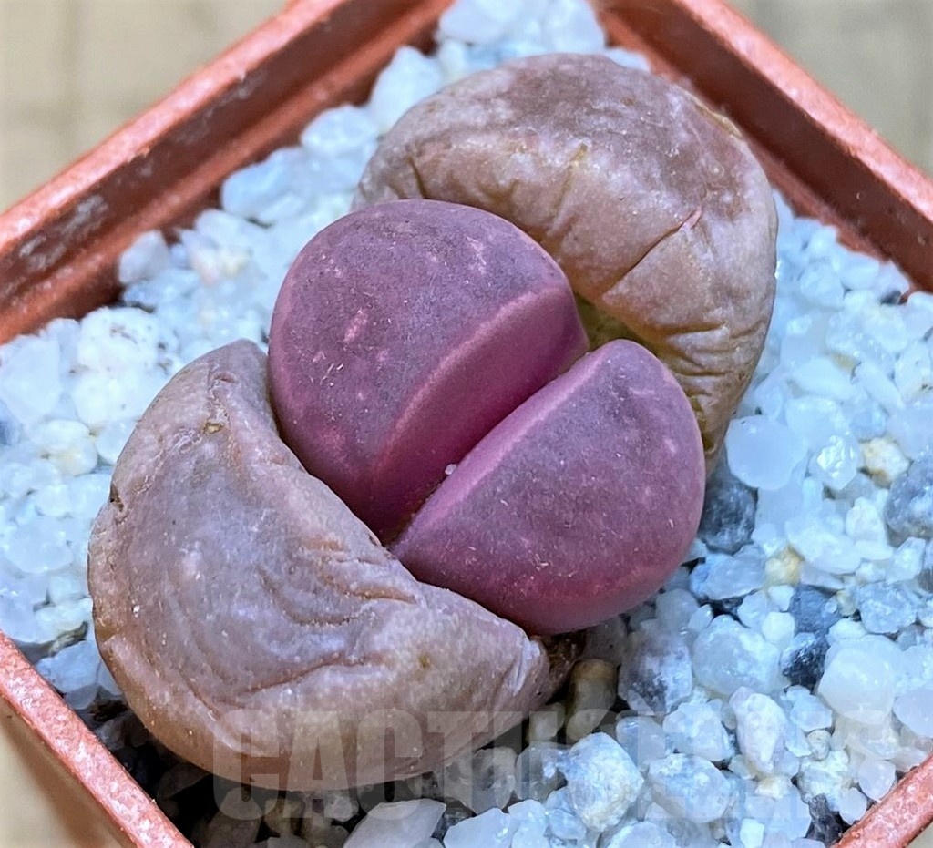 SH18854 Lithops optica 'Rubra'