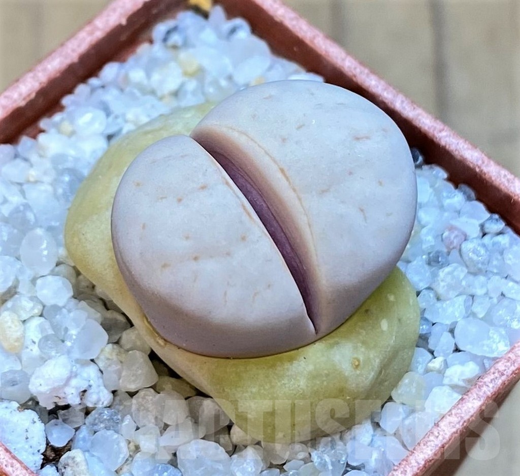 SH18855 Lithops ruschiorum 'Nelii' C316