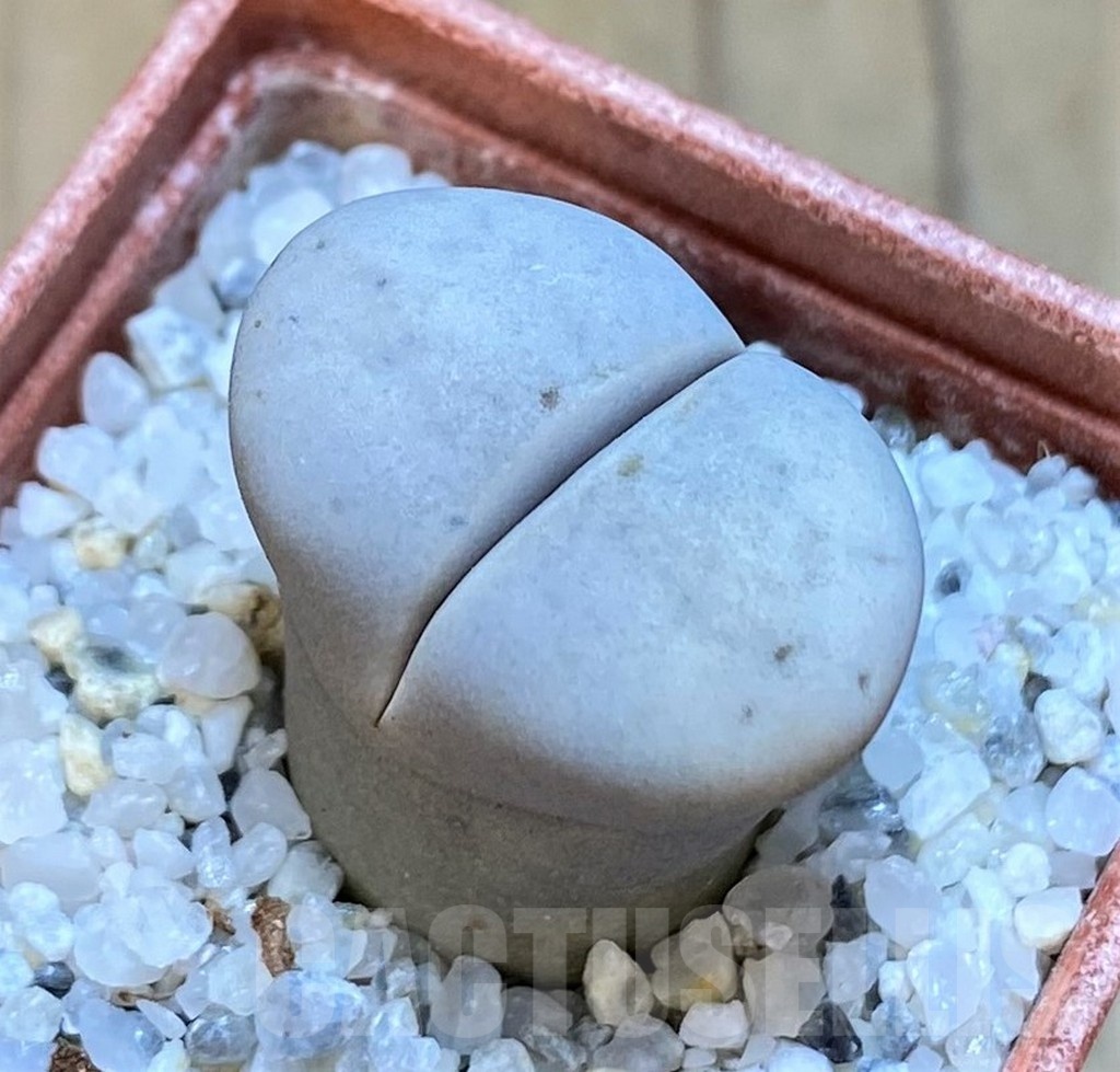 SH18856 Lithops ruschiorum 'Nelii' C316