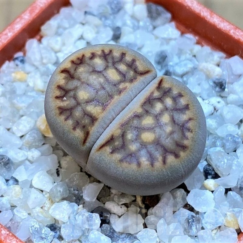 SH18857 Lithops julii 'Kikushogiyoku'