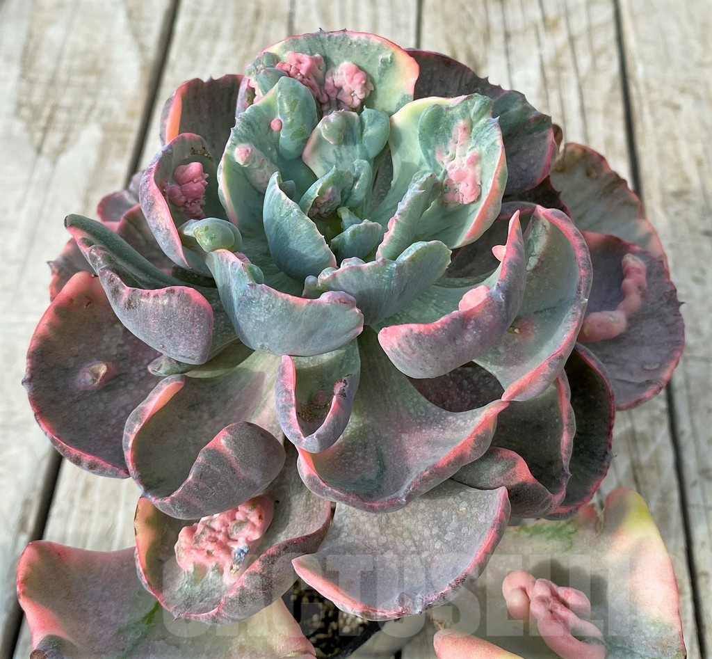 SH19097 Echeveria ‘Beyoncé Rainbow’ - Image 2