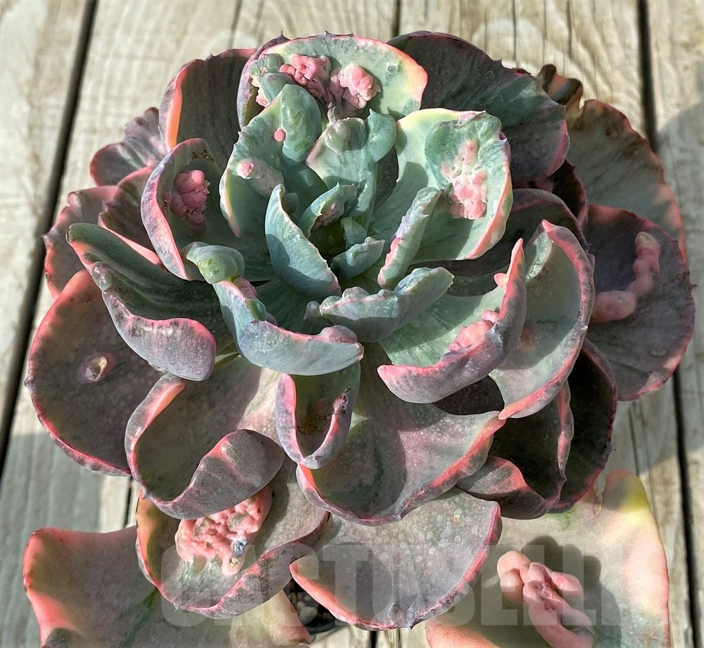 SH19097 Echeveria ‘Beyoncé Rainbow’