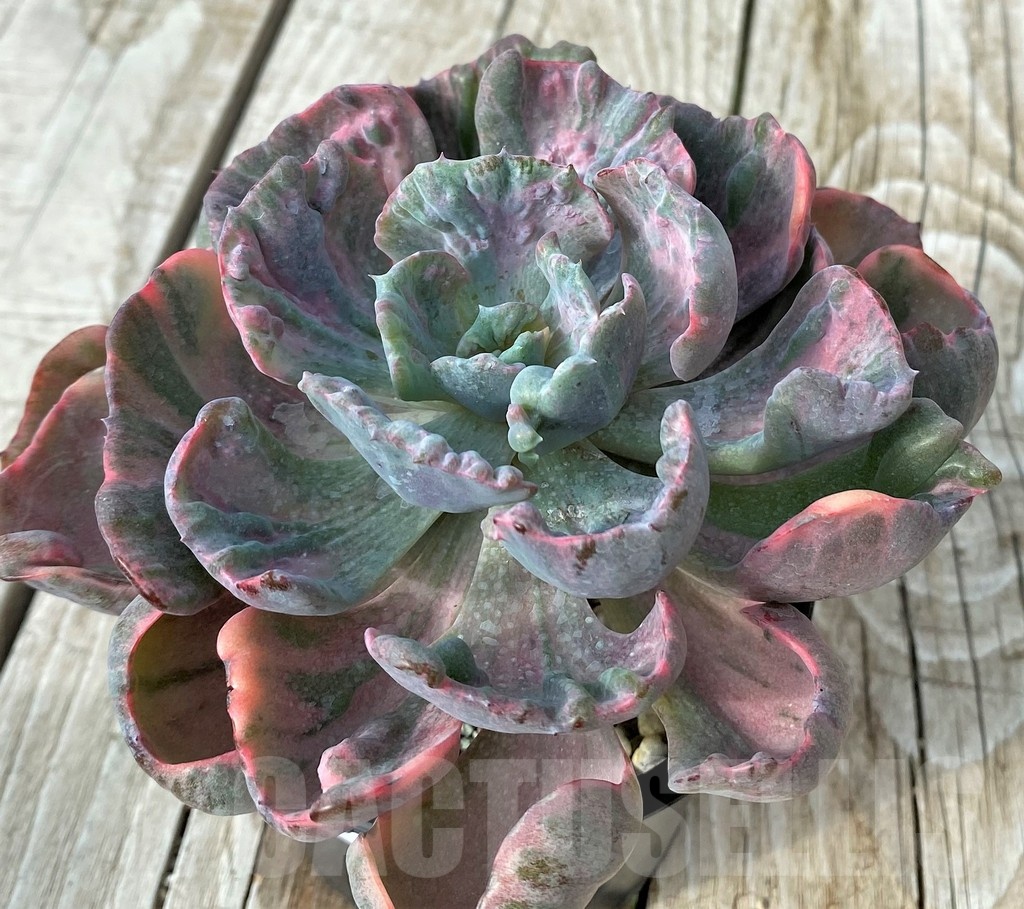 SH19098 Echeveria ‘Beyoncé Rainbow’ - Image 2
