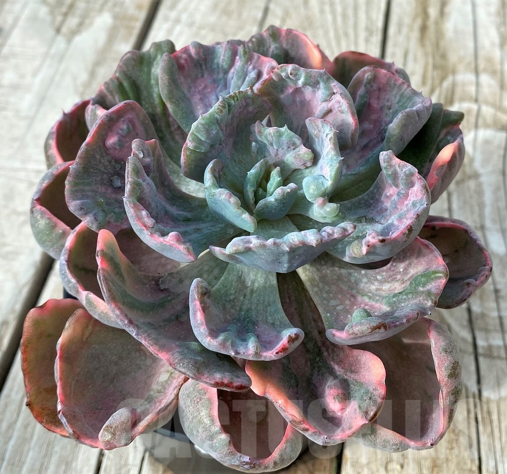 SH19098 Echeveria ‘Beyoncé Rainbow’