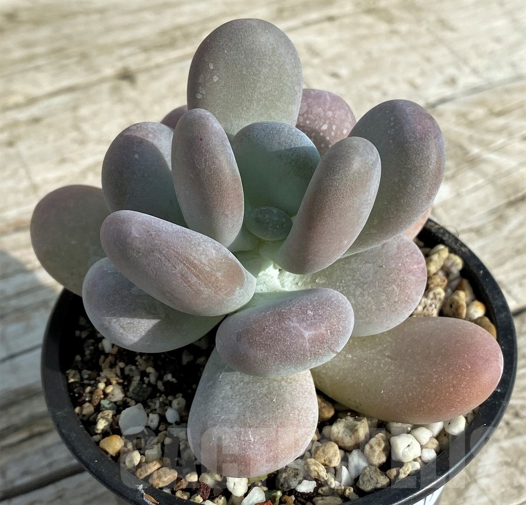 SH19068 Pachyphytum oviferum - Imagen 2
