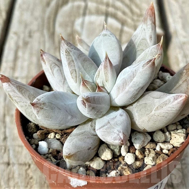 SH19101 Echeveria tolimanensis