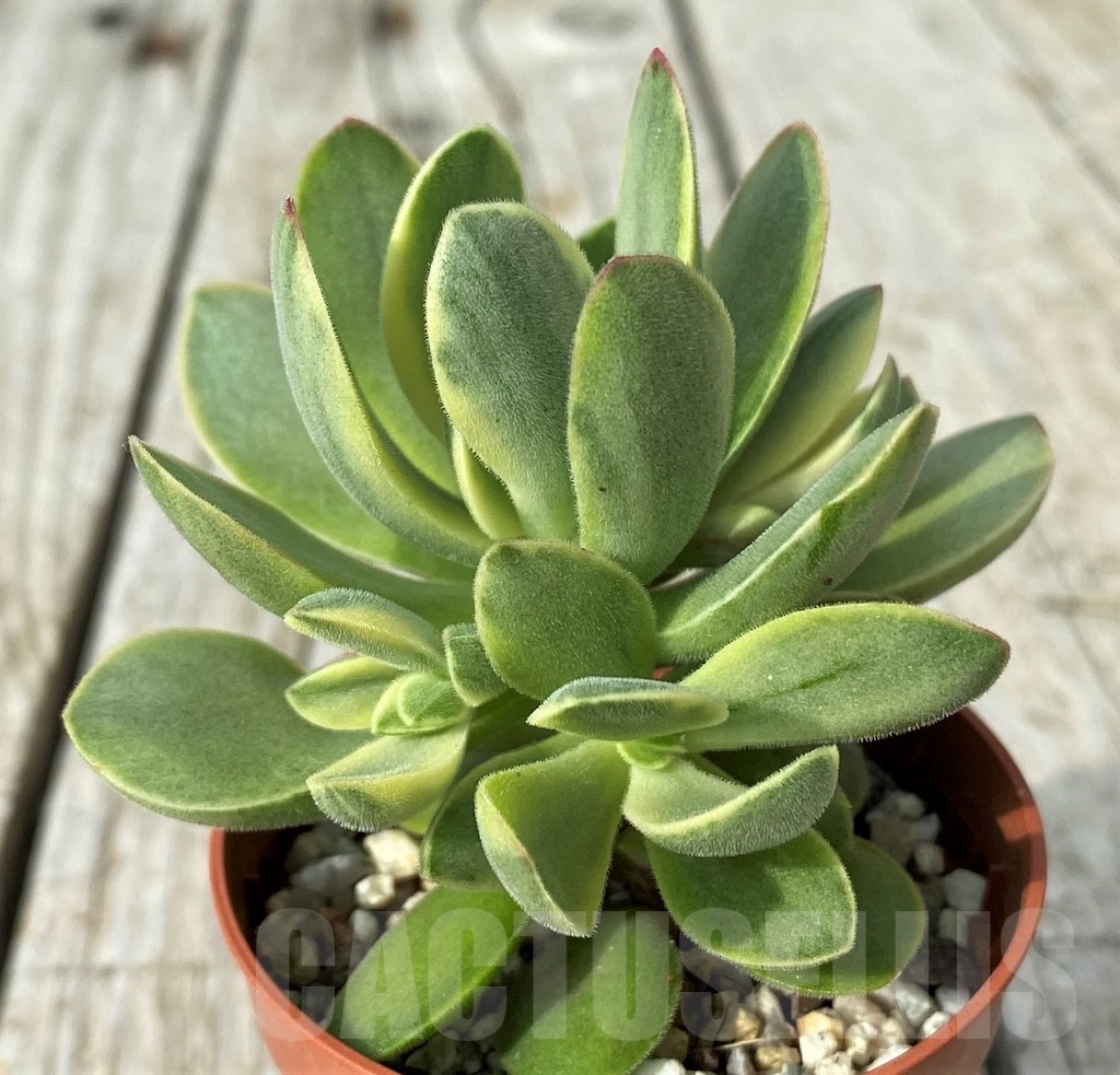SH19102 Crassula 'Rusby' f. variegata