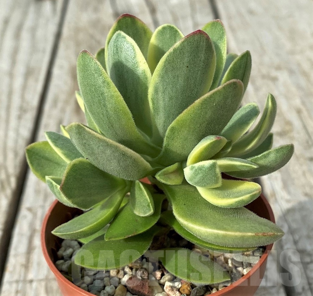 SH19102 Crassula 'Rusby' f. variegata - Imagen 2