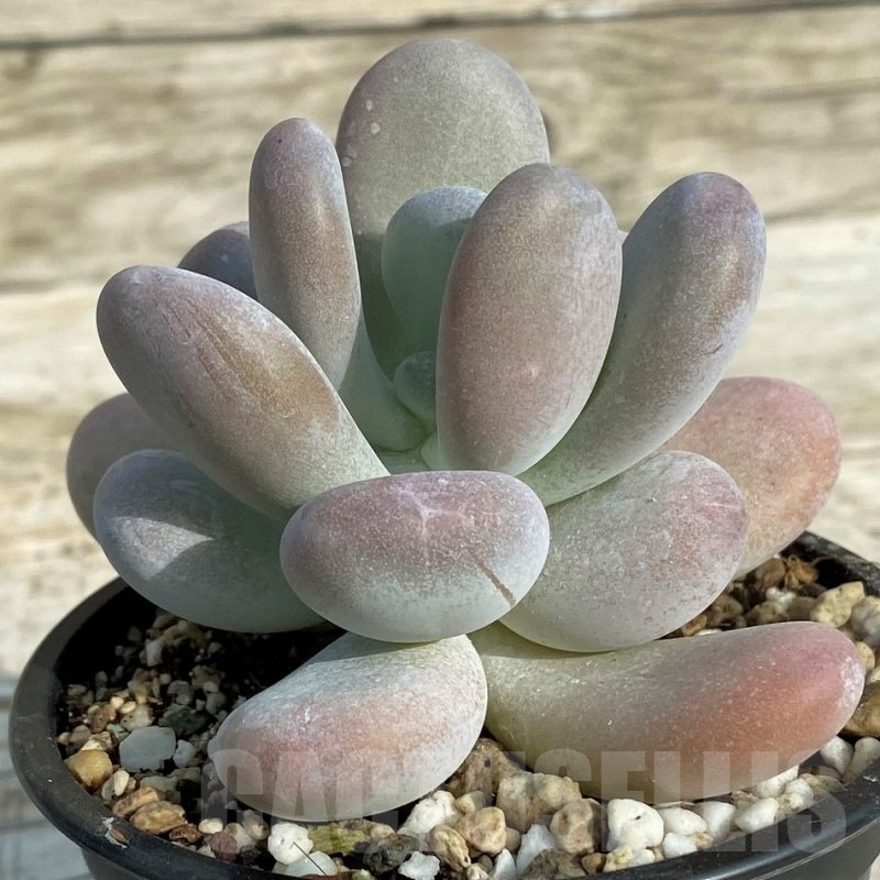 SH19068 Pachyphytum oviferum
