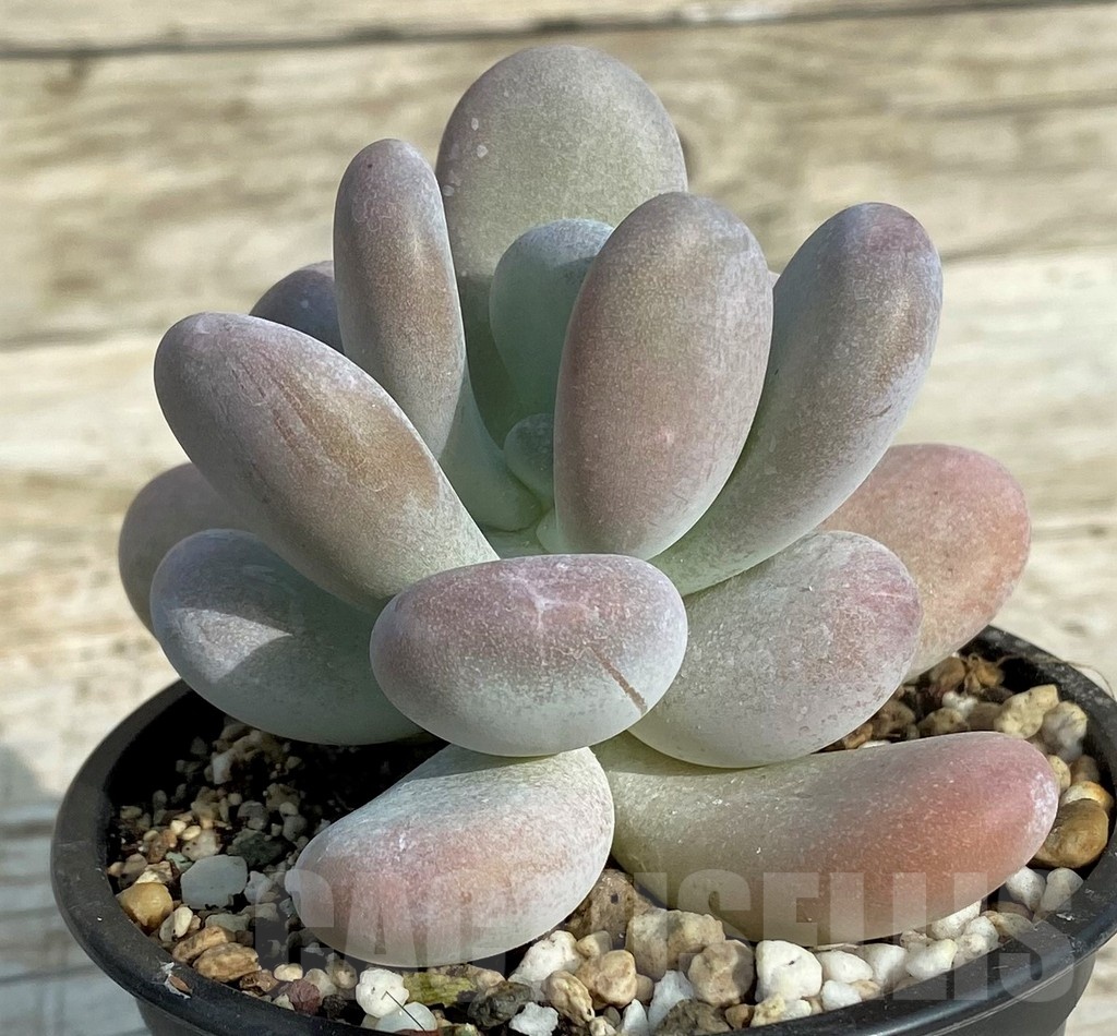 SH19068 Pachyphytum oviferum