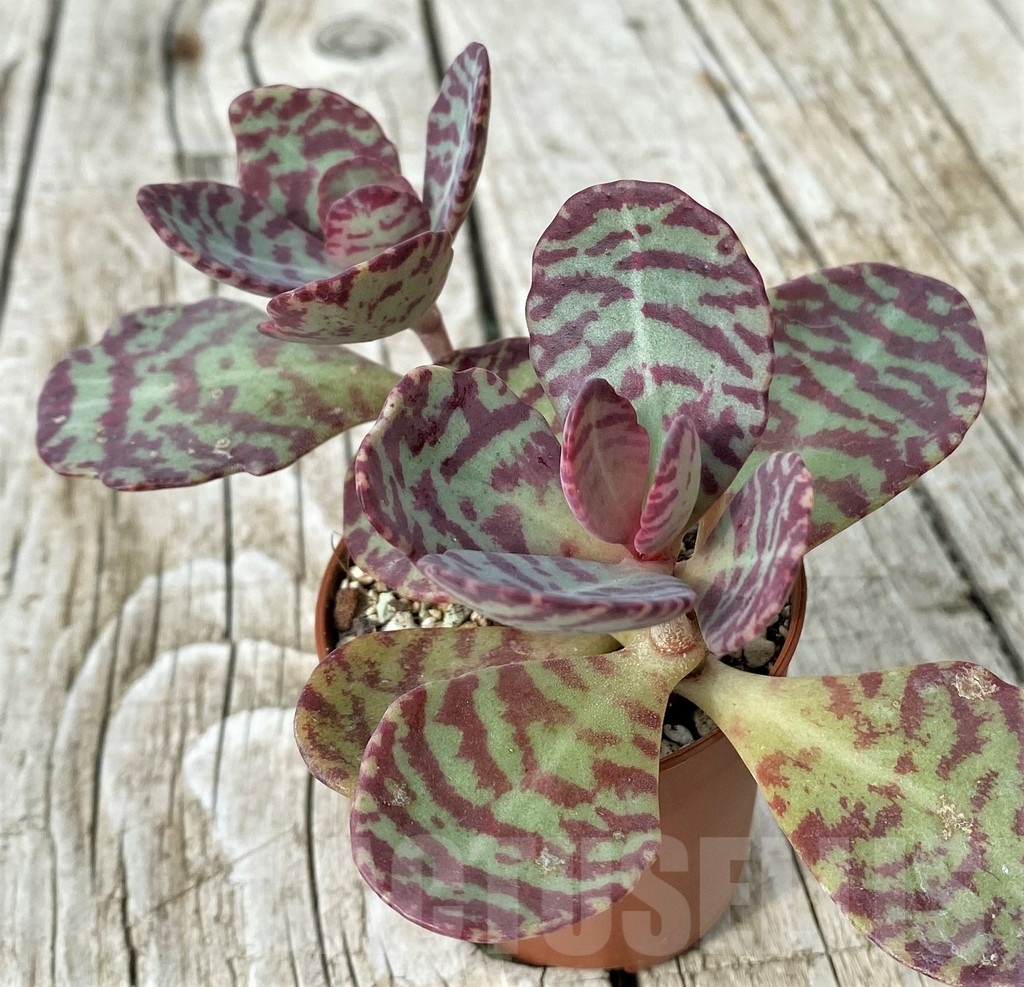 SH19104 Kalanchoe marmorata 'Leopard' - Image 2