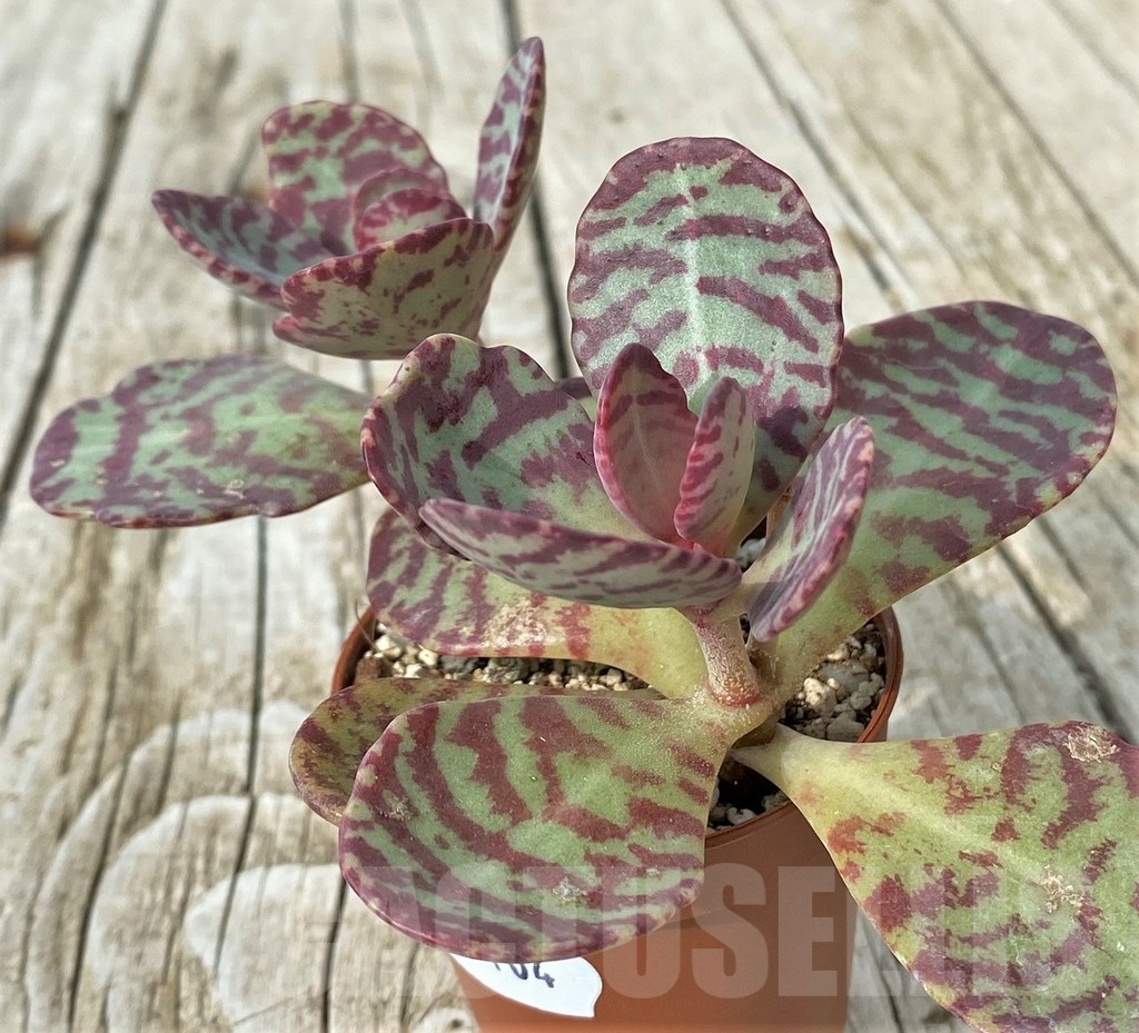 SH19104 Kalanchoe marmorata 'Leopard'