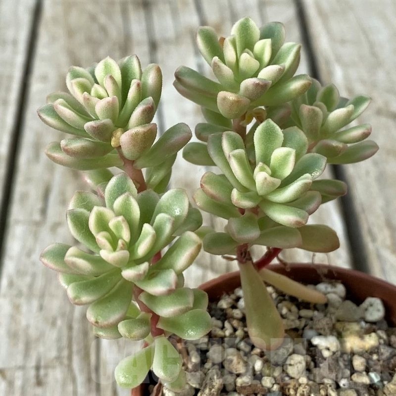 SH19105 Sedum 'Joyce Tulloch' f. variegata