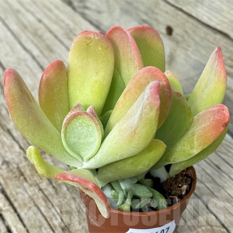 SH19107 Kalanchoe thyrsiflora ‘Monstruosa’