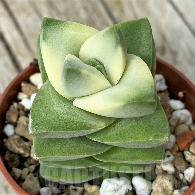 SH19108 Crassula 'Moonglow' f. variegata
