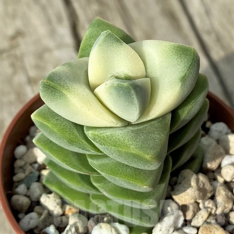 SH19109 Crassula 'Moonglow' f. variegata
