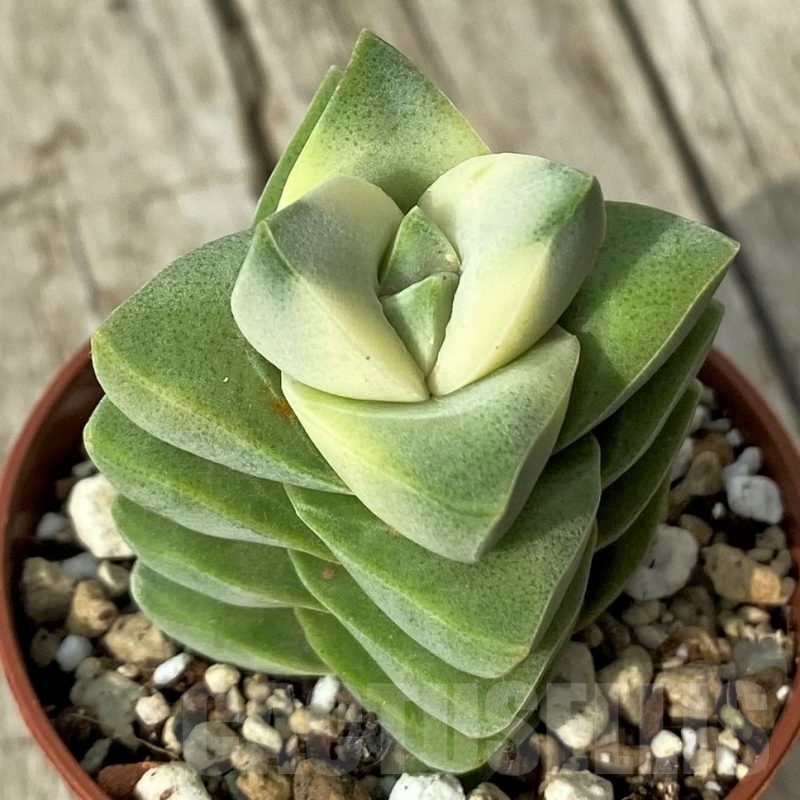 SH19110 Crassula 'Moonglow' f. variegata