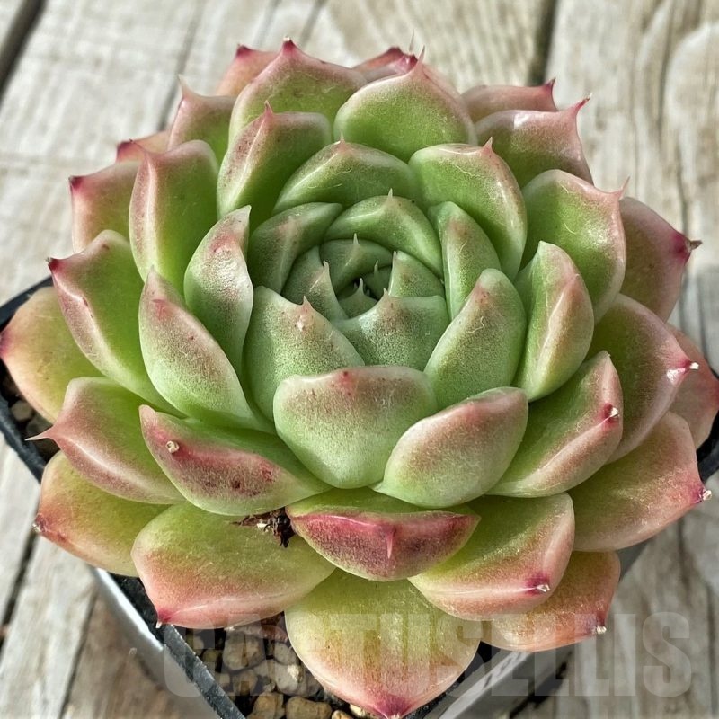 SH19112 Echeveria 'Floreana'
