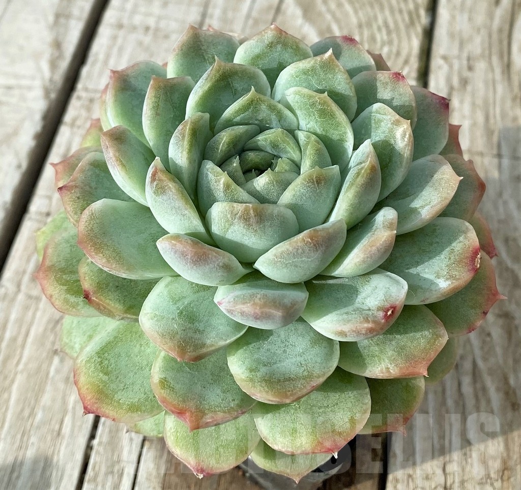 SH19113 Echeveria hybrid