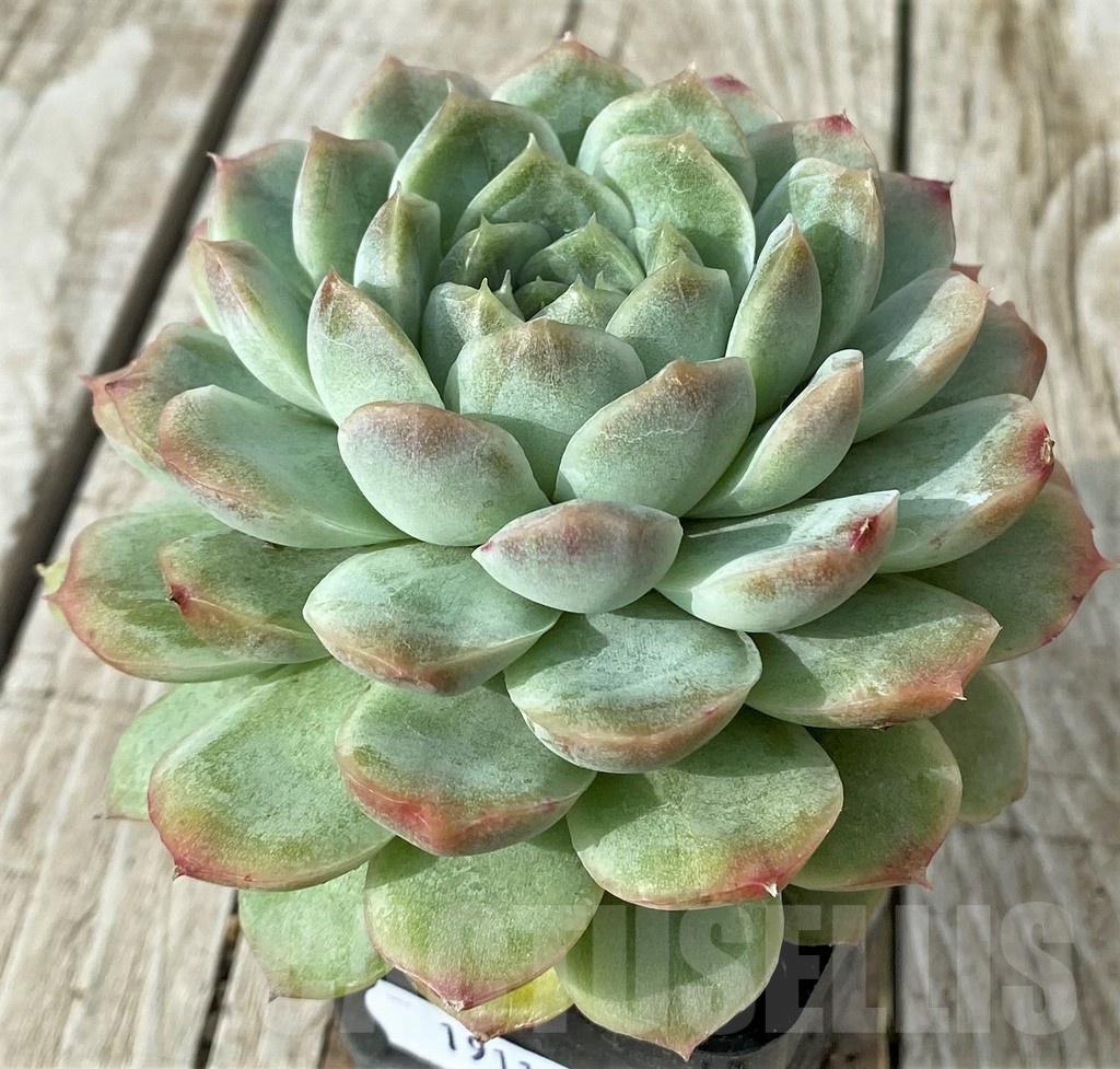 SH19113 Echeveria hybrid - immagine 2